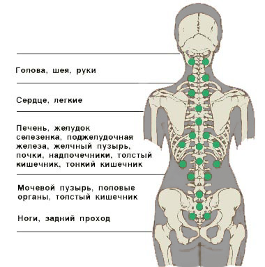 Позвоночник. Ответственность за работу органов