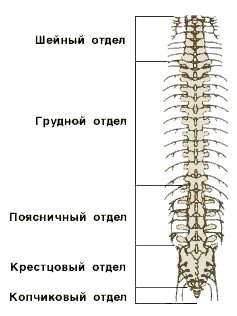 Позвоночник. Отделы позвоночника